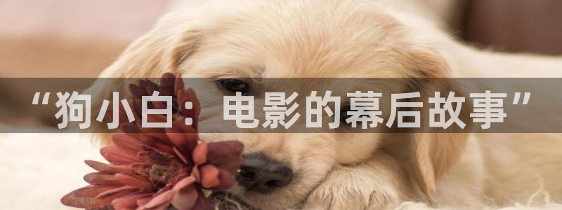 日本a级视频久久久久